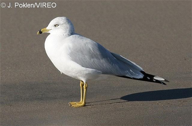 Ring-billed Gull